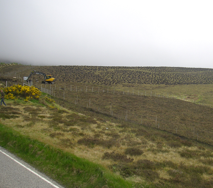 Tree planting site