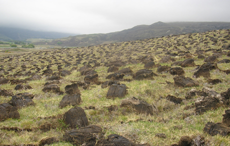 Tree replanting project